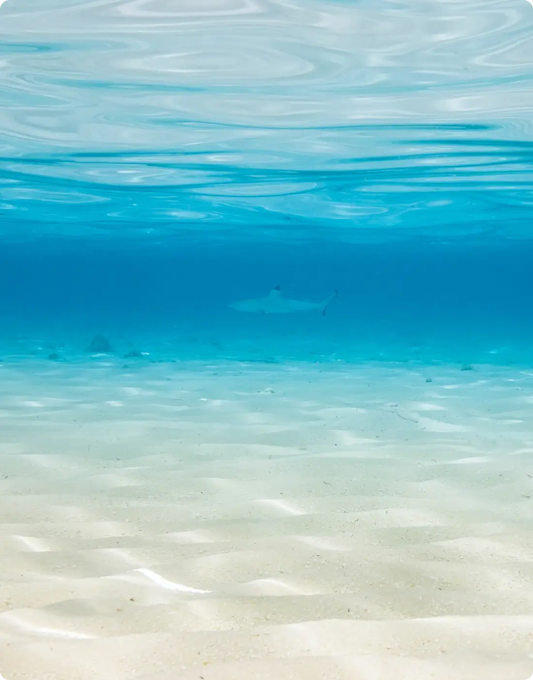 Sharks in water symbolizing hidden ICT risks in investment due diligence.